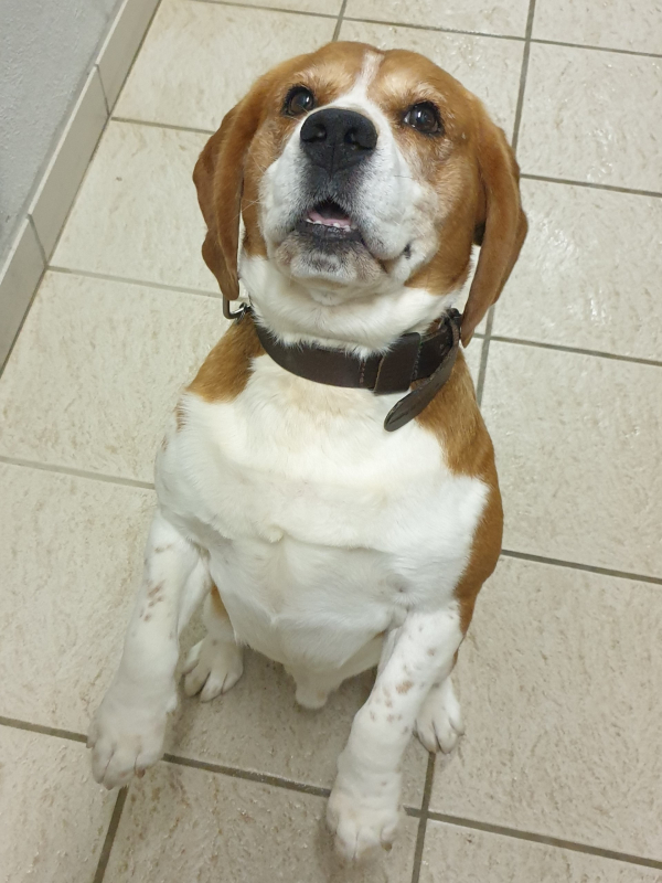 Oscar (beagle)