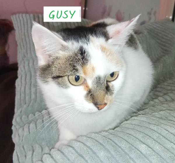 Gusy